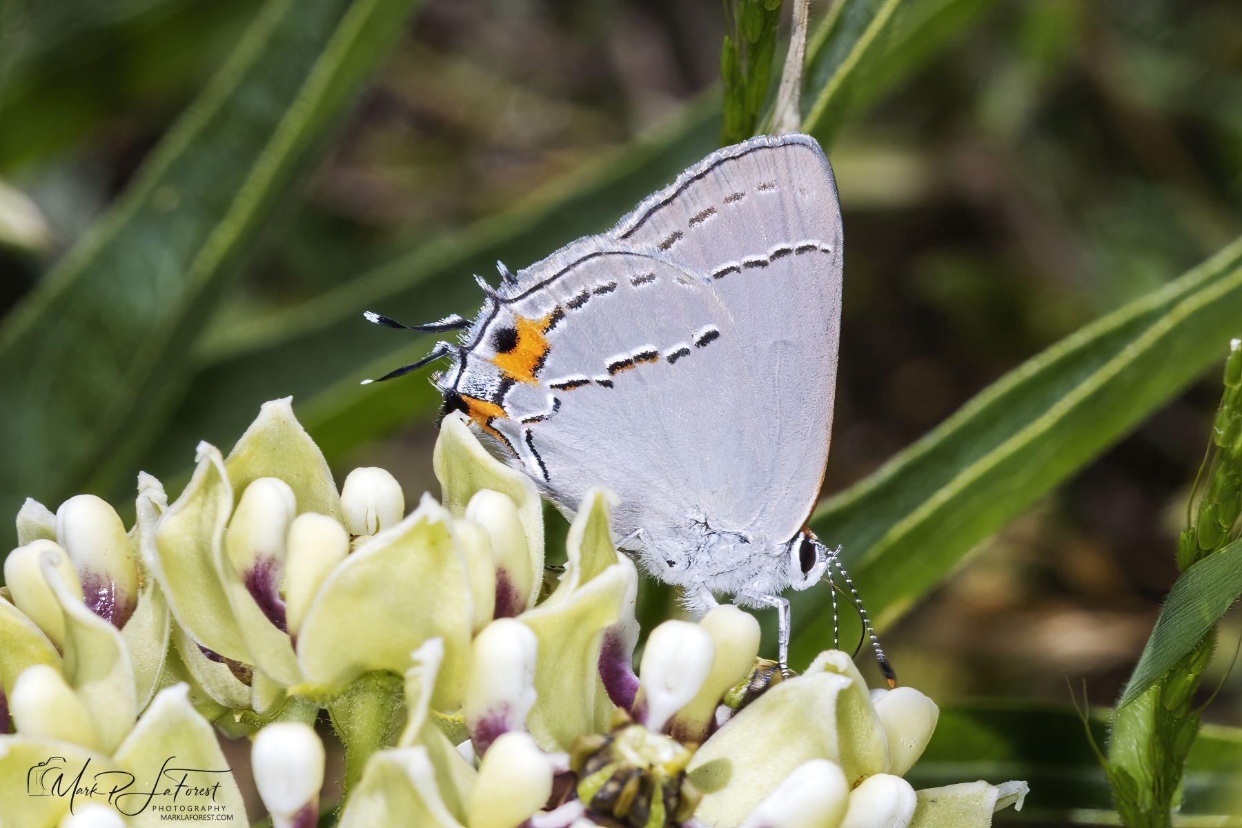 Grey Hairstreak, Austin, Texas